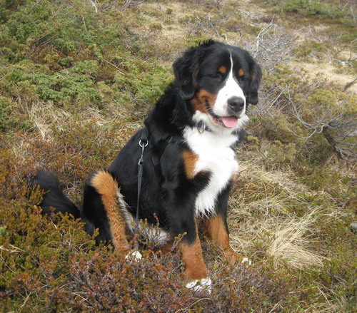 teodor