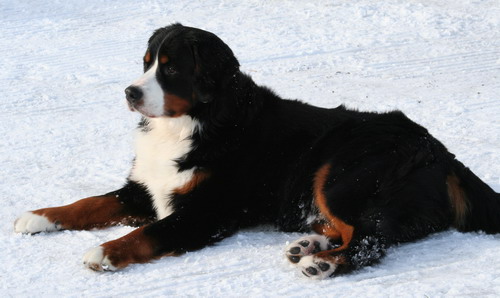 teodor