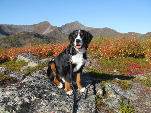 teodor