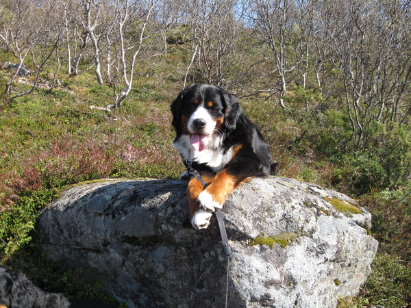 teodor