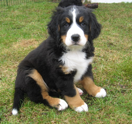 teodor