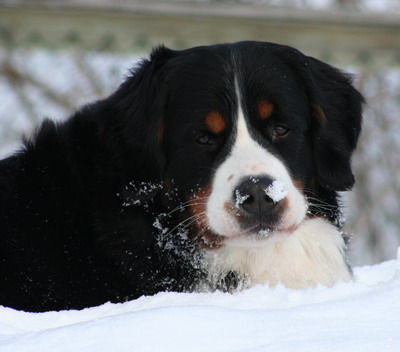 teodor