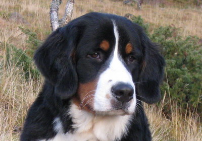 teodor