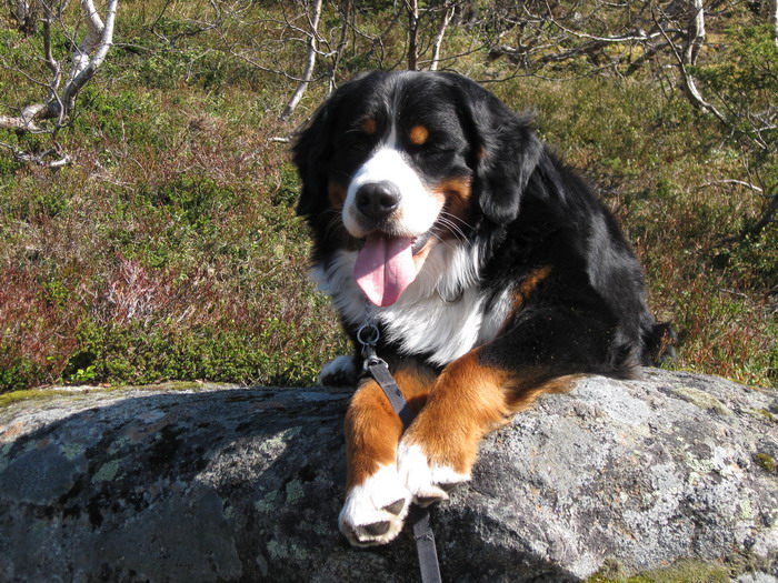 teodor