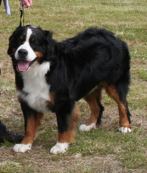 ailo