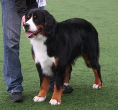teodor