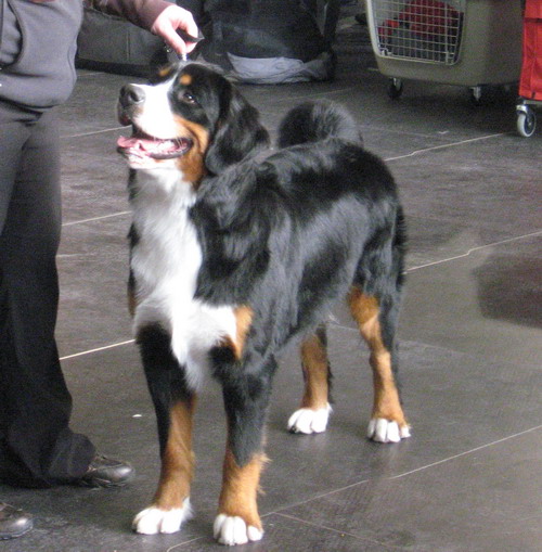 teodor