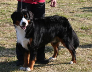teodor