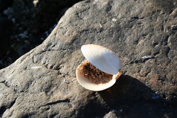 skjell