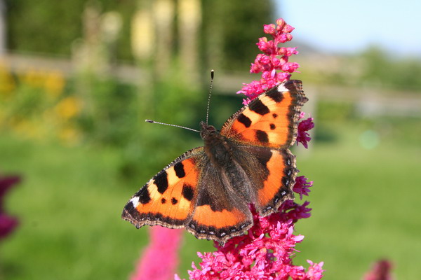 sommerfugl