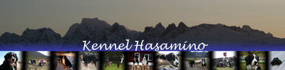 kennel hasamino