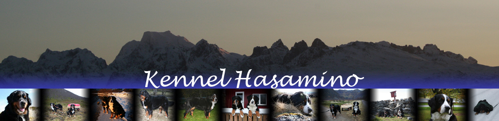 Kennel Hasamino